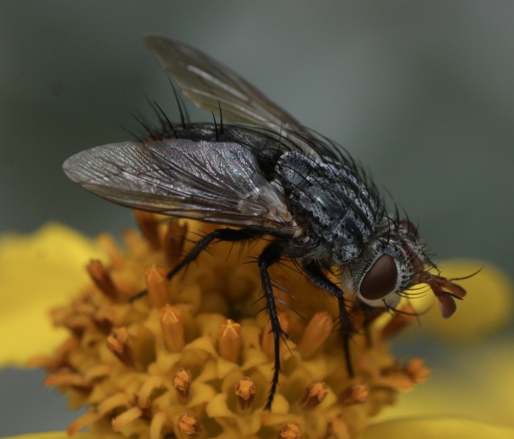Deopalpus parksi