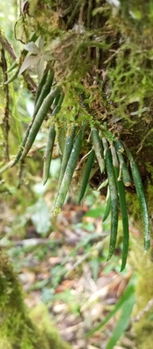 Leptotes unicolor, photograph 3