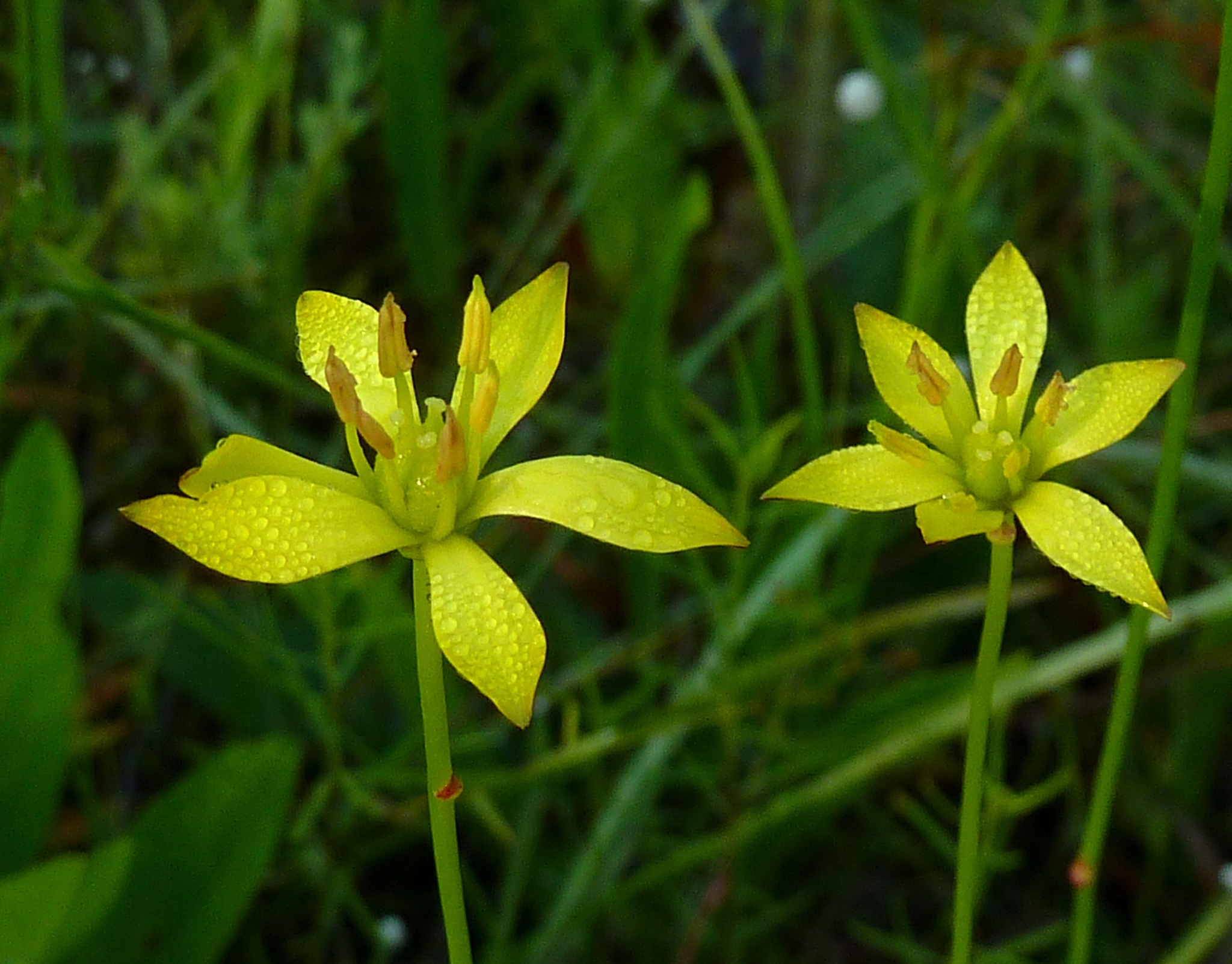 Harperocallis