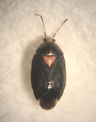 Deraeocoris sayi