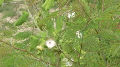 Polystemma guatemalense