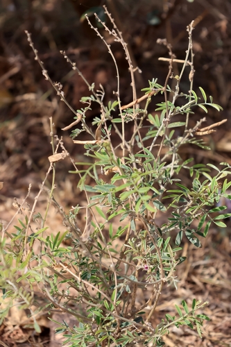 Purple Hoarypea