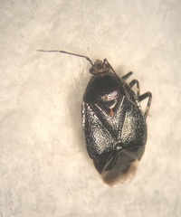 Deraeocoris sayi