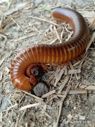 Siamese Pointy-tailed Millipede