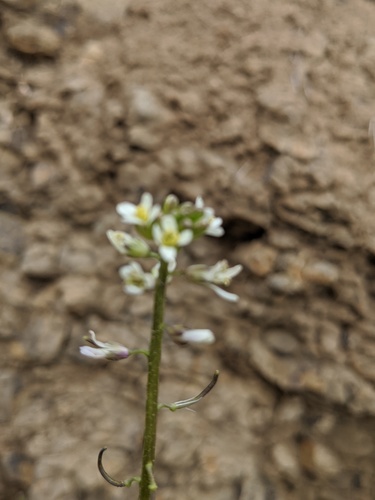 Streptanthus lasiophyllus, photograph 3