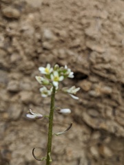 joergmlpts, CC BY, iNaturalist via GBIF Streptanthus lasiophyllus, photograph joergmlpts, CC BY, iNaturalist via GBIF