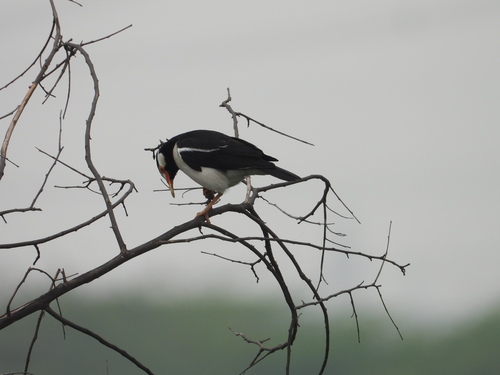 Indian Pied Starling