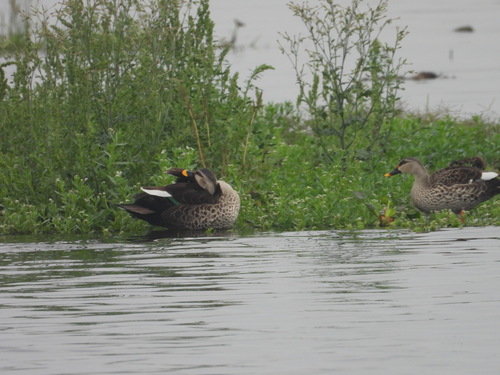 Indian Spot-billed Duck