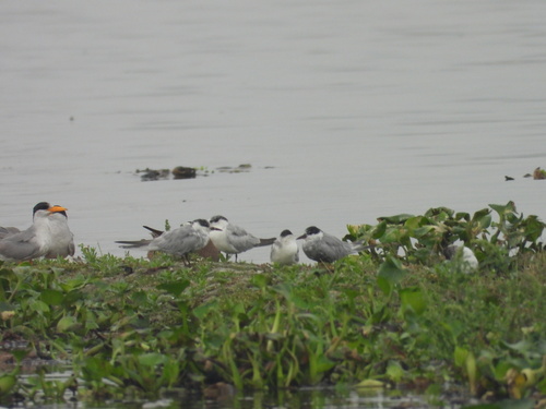 Whiskered Tern