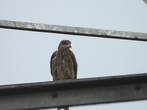 Black Kite