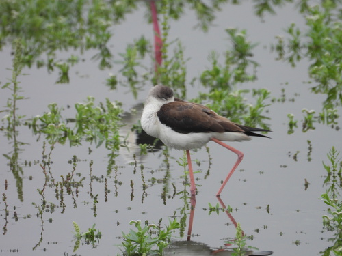 Black-winged Stilt