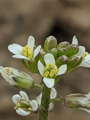 joergmlpts, CC BY, iNaturalist via GBIF Streptanthus lasiophyllus, photograph joergmlpts, CC BY, iNaturalist via GBIF