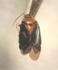 Neocapsus