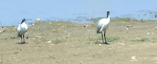 Black-headed Ibis