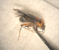Neocapsus