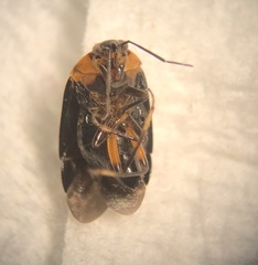Neocapsus