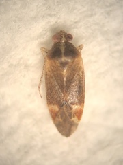 Hamatophylus guttulosus