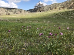 Fritillaria pluriflora