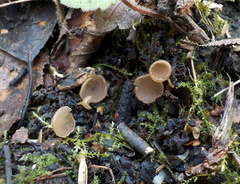 Ciboria
