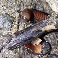 Pachyiulus hungaricus