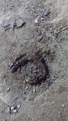 Pachyiulus hungaricus