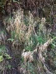 Phalaris californica