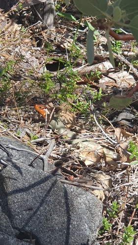 iNaturalist observation photo of Gilbert's Skink
