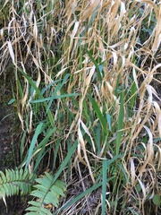 Phalaris californica