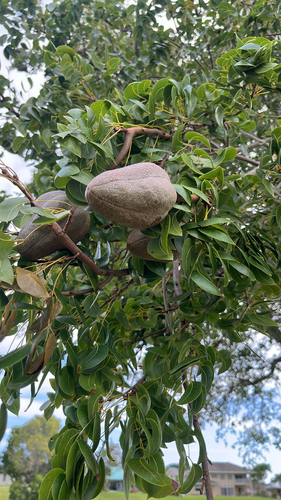 Swietenia mahagoni, 2025-12-25