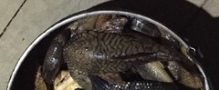 Chaetostoma