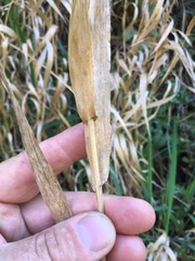 Phalaris californica