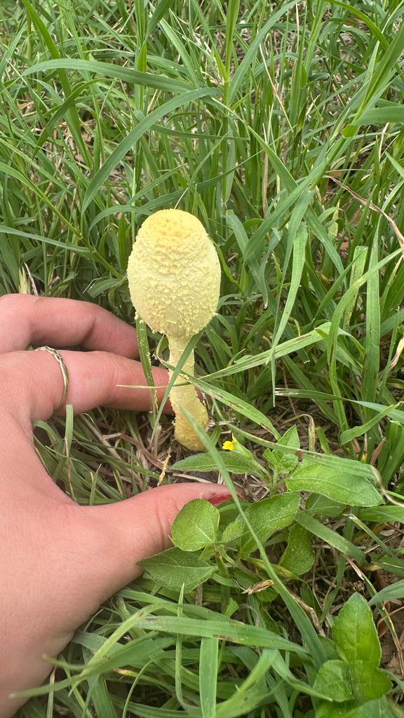 Leucocoprinus birnbaumii · April 2026 · photo: © aspenfish (iNaturalist, cc-by)