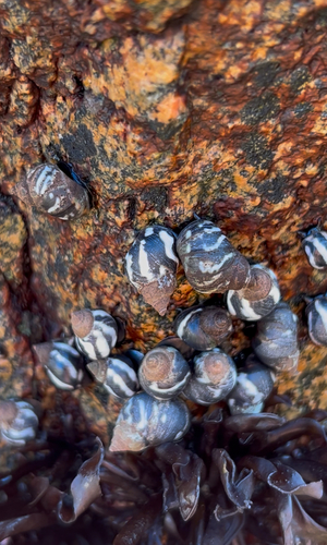 Echinolittorina peruviana