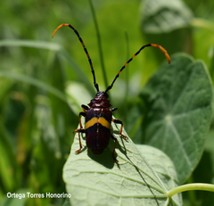 Trachyderes elegans