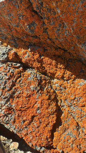 iNaturalist observation photo of Xanthorioideae