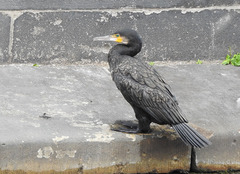 Phalacrocorax carbo