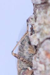 Nysius ericae