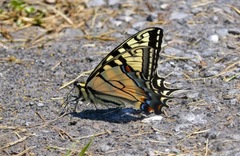 Papilio appalachiensis