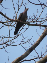 Patagioenas plumbea