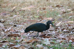 Mesembrinibis cayennensis