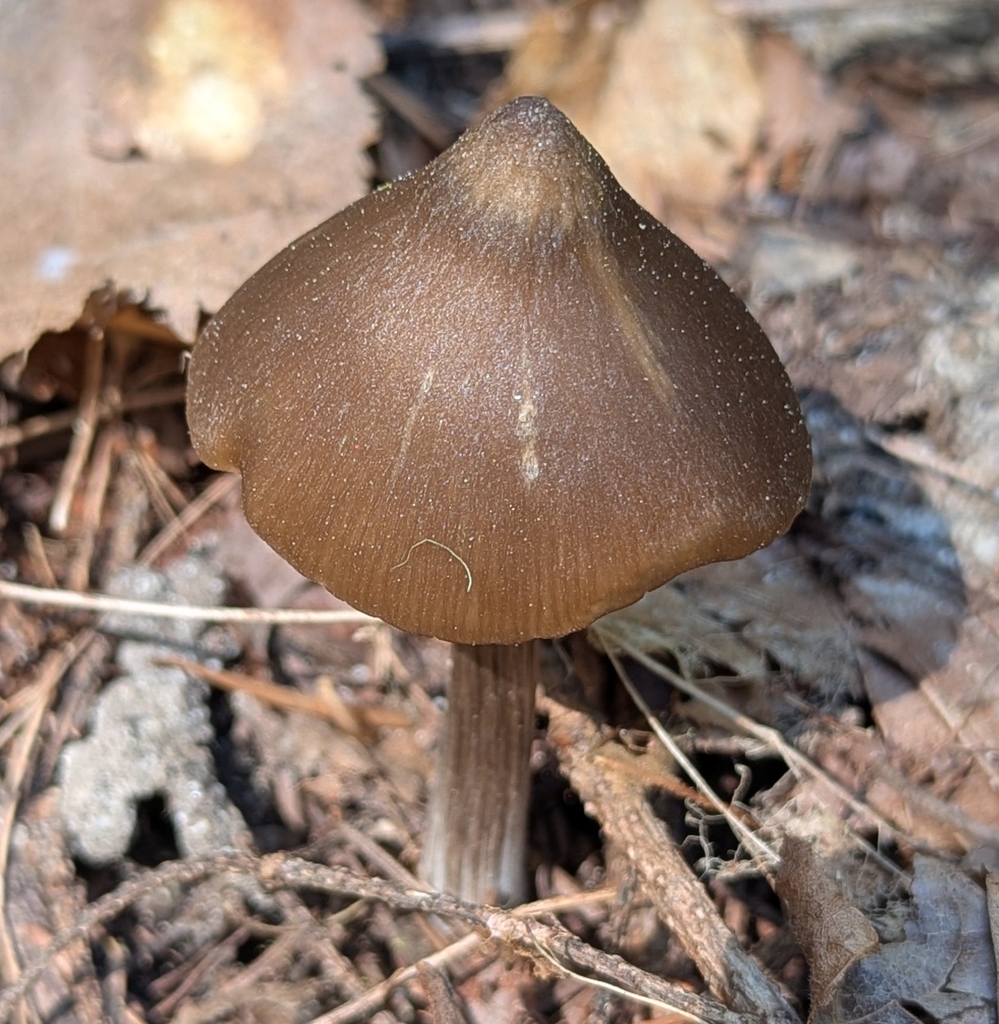 Entoloma vernum