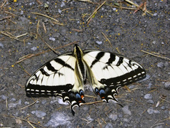 Papilio appalachiensis