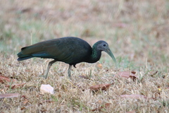 Mesembrinibis cayennensis