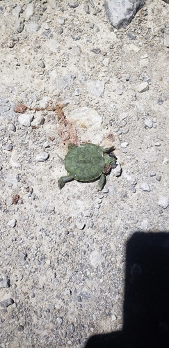 Pond Slider
