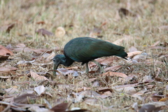 Mesembrinibis cayennensis