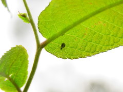Theridion frizzellorum