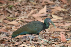 Mesembrinibis cayennensis