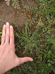 Plagiobothrys acanthocarpus