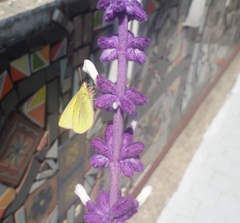 Colias dimera