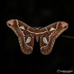 Rothschildia prionia